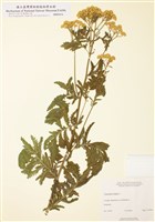 藏品(菊蒿)的圖片